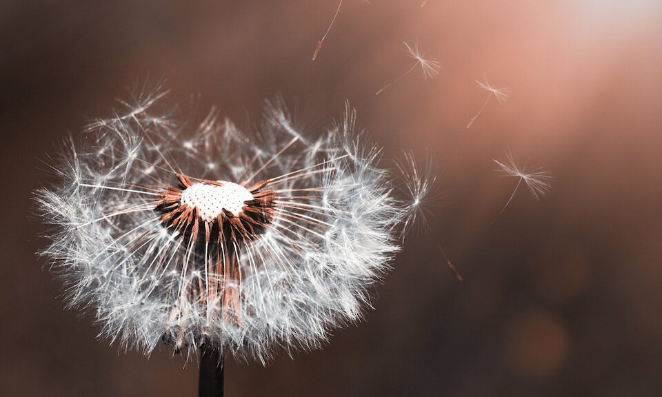 Pusteblume